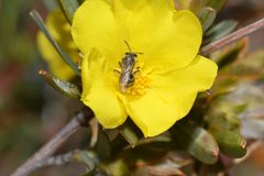 Lasioglossum instabilis