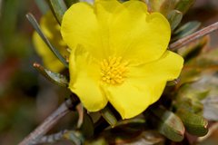 Lasioglossum instabilis