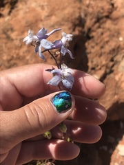 Delphinium parishii