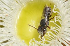 Megachile tosticauda