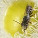 Megachile tosticauda - Photo 由 Jean Hort 所上傳的 (c) Jean Hort，保留部份權利CC BY-NC-SA
