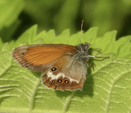 Pearly Heath photo 5