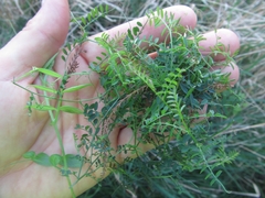 Vicia hirsuta