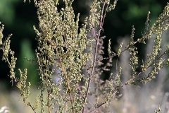 Artemisia scoparia