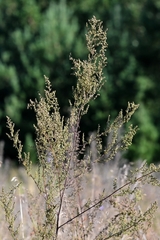 Artemisia scoparia