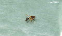 Helophilus eristaloidea