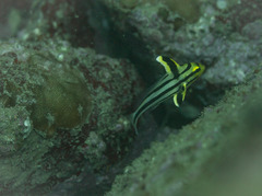 Pareques fuscovittatus