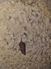 Antigonus erosus