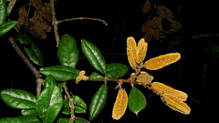 Trigonia nivea pubescens