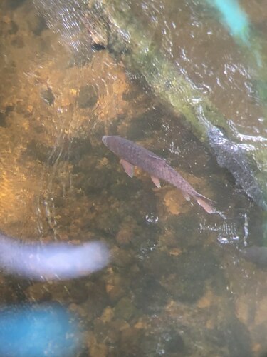Semah mahseer (Tor douronensis) — Cyprinidae