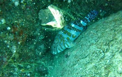 Cirrhitus rivulatus