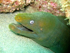 Gymnothorax castaneus