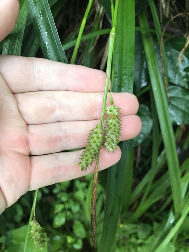 Carex matsumurae iNat (1)