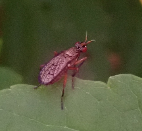 Coremacera fabricii
