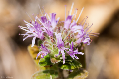 Monardella villosa ssp. obispoensis