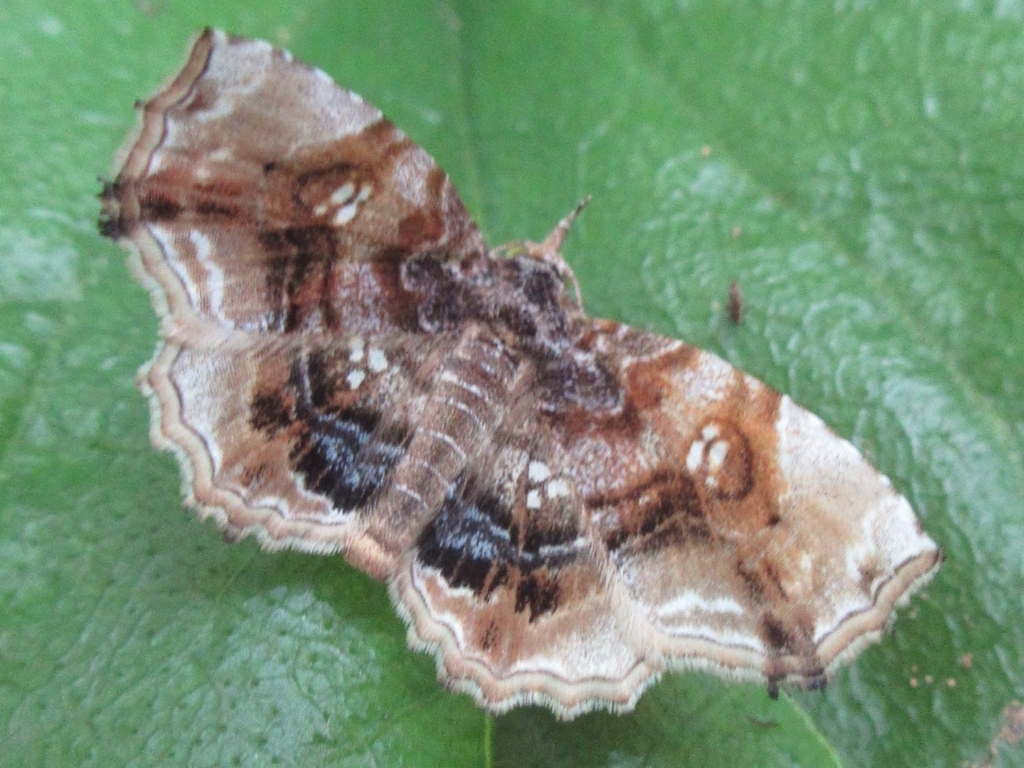 Pangrapta marmorata