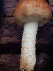 Pholiota rufodisca