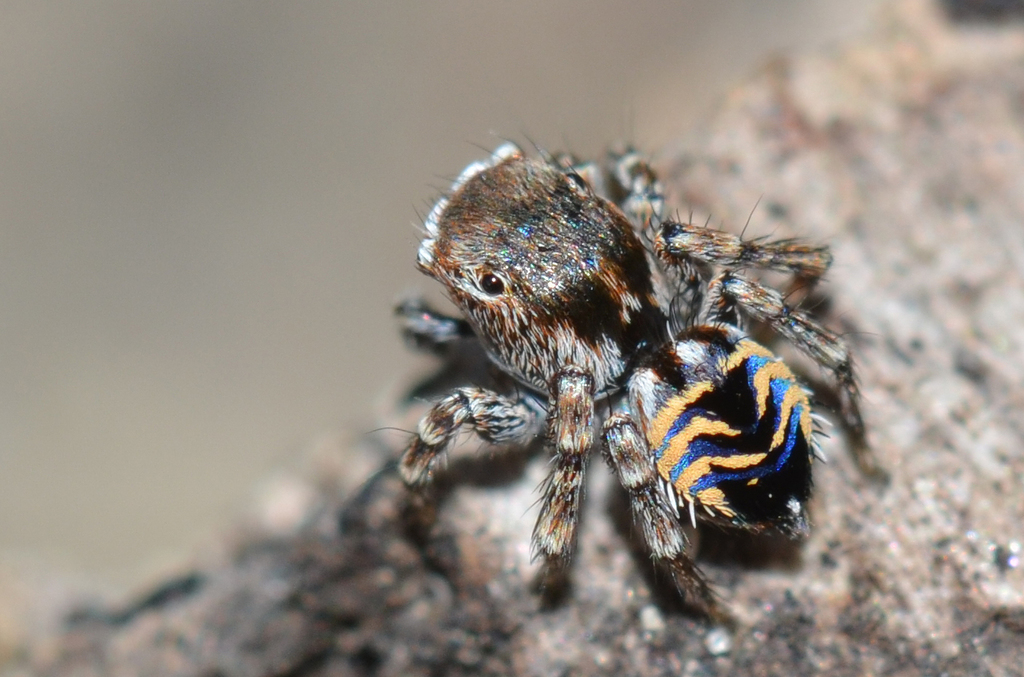 Spikey Peacock Spider