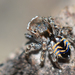 Maratus spicatus - Photo (c) Jean and Fred,  זכויות יוצרים חלקיות (CC BY)