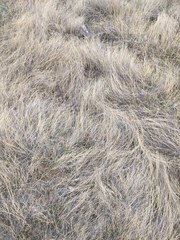 Muhlenbergia richardsonis