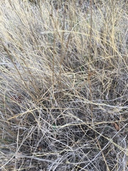 Muhlenbergia richardsonis