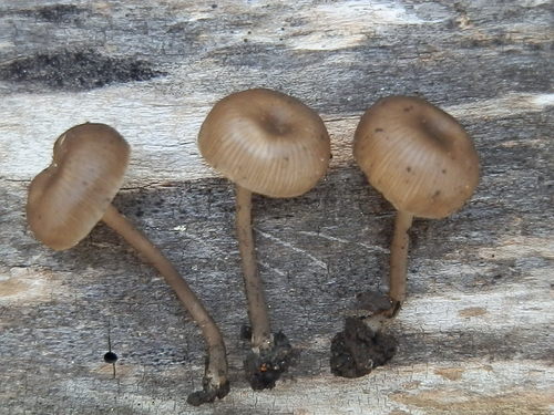 Myxomphalia maura