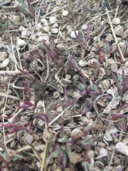 Atriplex dioica