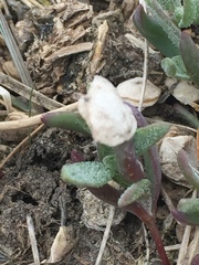 Atriplex dioica