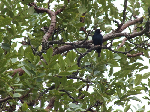 iNaturalist image