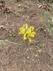 Erysimum asperum