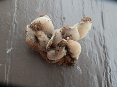 Hydnotrya
