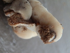 Hydnotrya