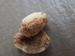 Hydnotrya