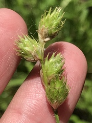 Carex opaca