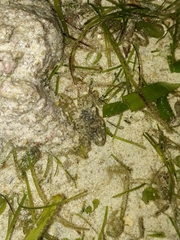 Thalamitinae