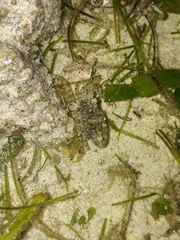 Thalamitinae