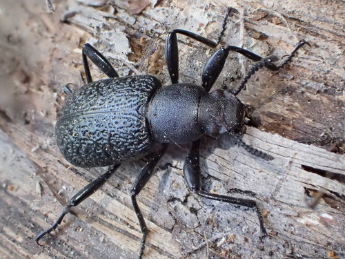 Roughened Darkling Beetle