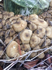 Armillaria limonea