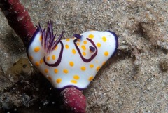 Goniobranchus annulatus