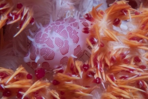 Testudovolva ericae