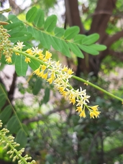 Adenanthera microsperma