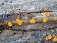 Dacrymyces minutus