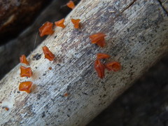Dacrymyces minutus