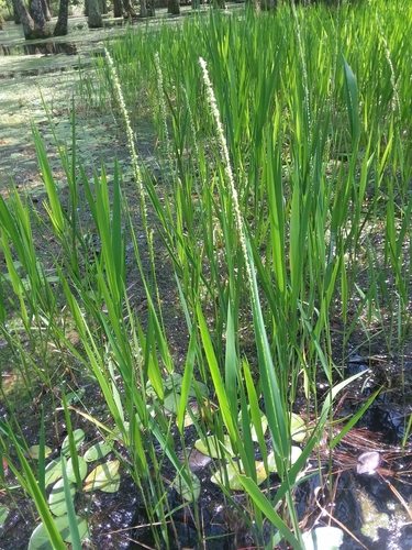 Image of Panicum hemitomon by (c) Will McFarland, some rights reserved (CC BY)