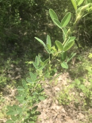Lespedeza stuevei