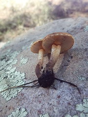 Pholiota brunnescens