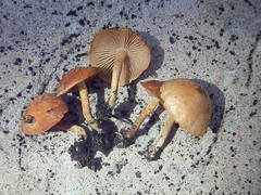 Pholiota brunnescens