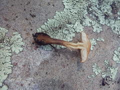Pholiota brunnescens