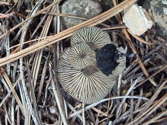 Lyophyllum anthracophilum