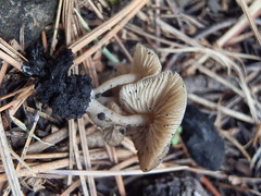 Lyophyllum anthracophilum